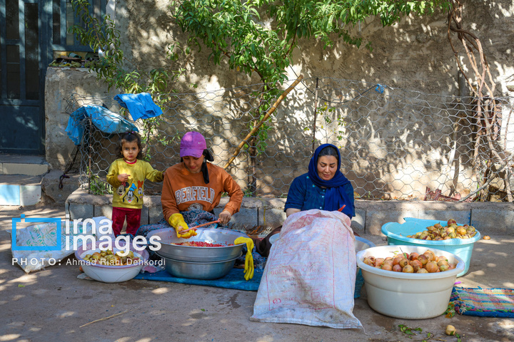 برداشت «اَنارِ مشایخ»