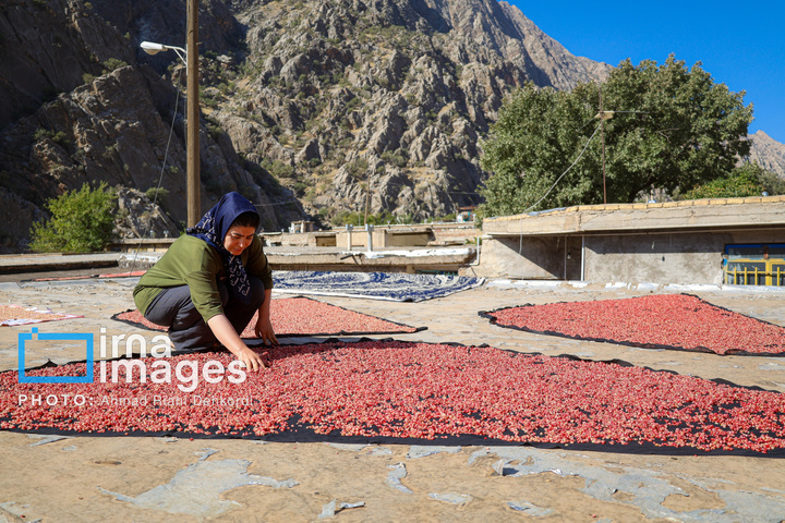 برداشت «اَنارِ مشایخ»