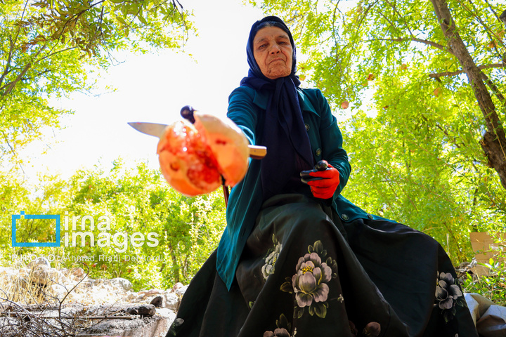 برداشت «اَنارِ مشایخ»