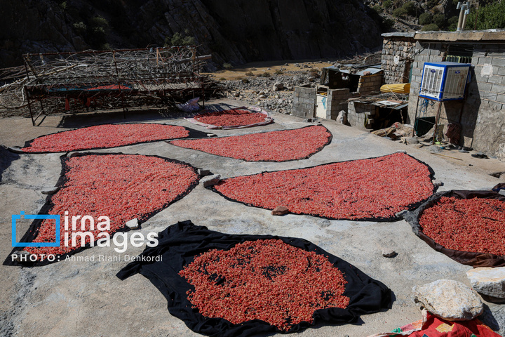 برداشت «اَنارِ مشایخ»