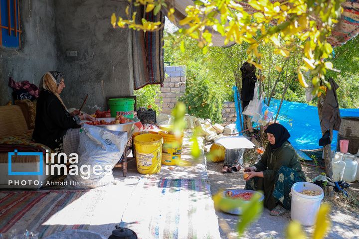 برداشت «اَنارِ مشایخ»