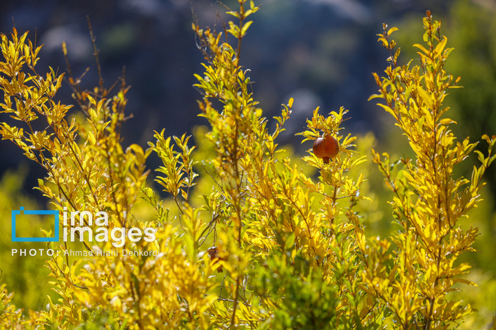 برداشت «اَنارِ مشایخ»