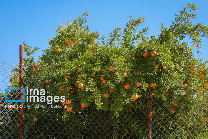 برداشت «اَنارِ مشایخ»