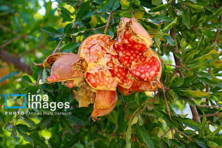 برداشت «اَنارِ مشایخ»