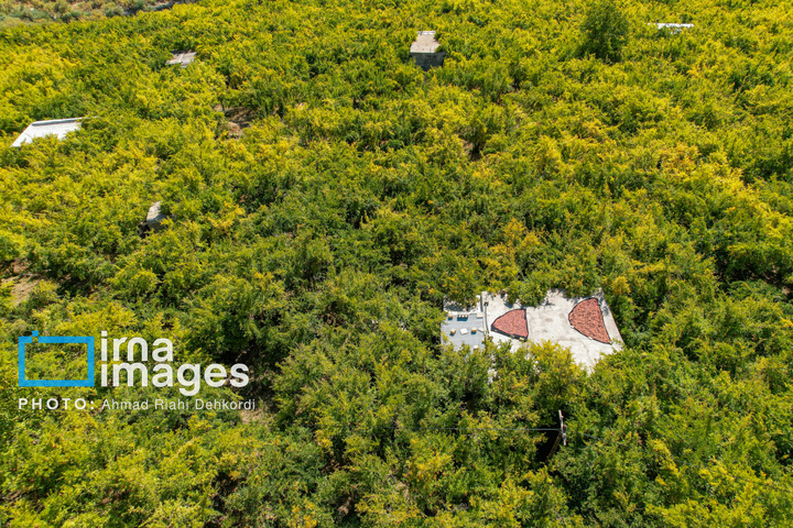 برداشت «اَنارِ مشایخ»