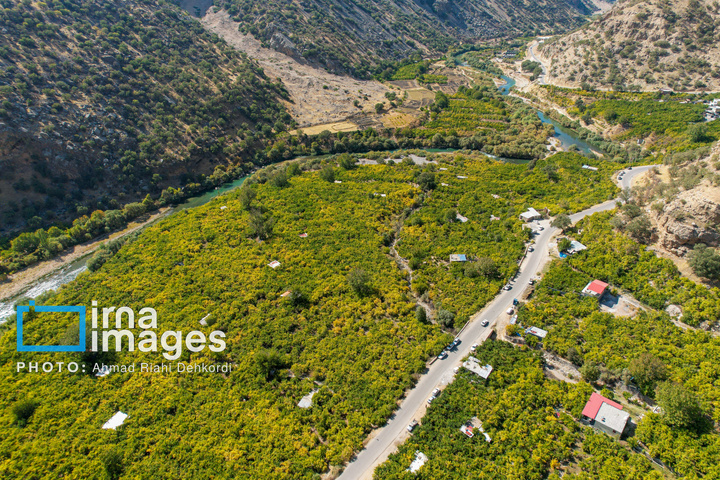 برداشت «اَنارِ مشایخ»