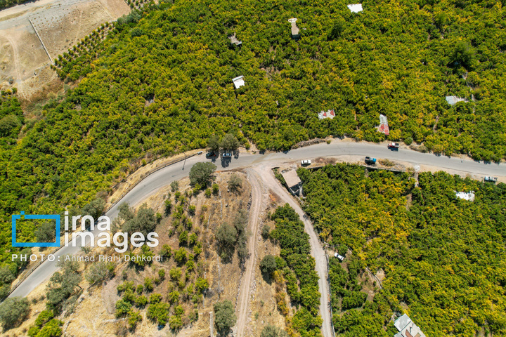 برداشت «اَنارِ مشایخ»