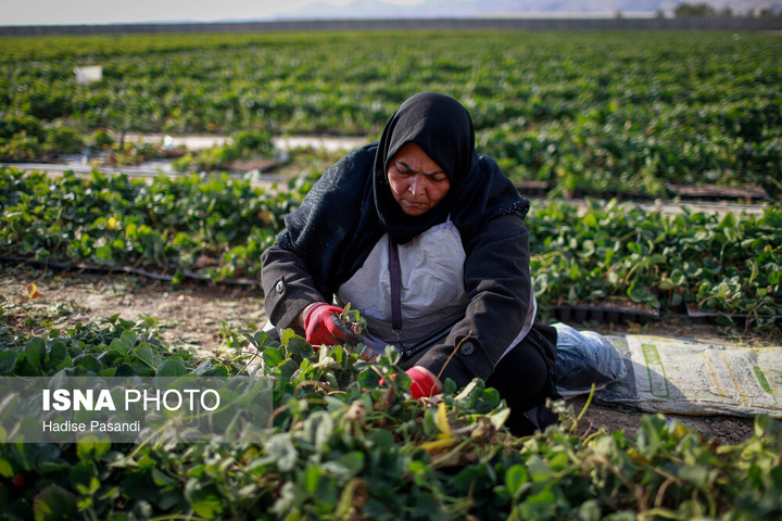 تولید برای محرومیت زدایی؛ گلخانه توت‌فرنگی چناران