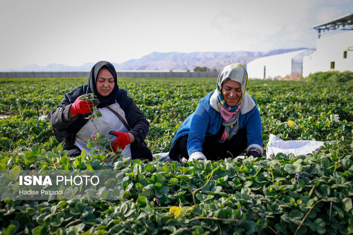 تولید برای محرومیت زدایی؛ گلخانه توت‌فرنگی چناران