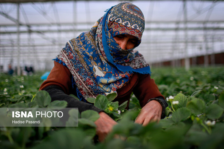 تولید برای محرومیت زدایی؛ گلخانه توت‌فرنگی چناران