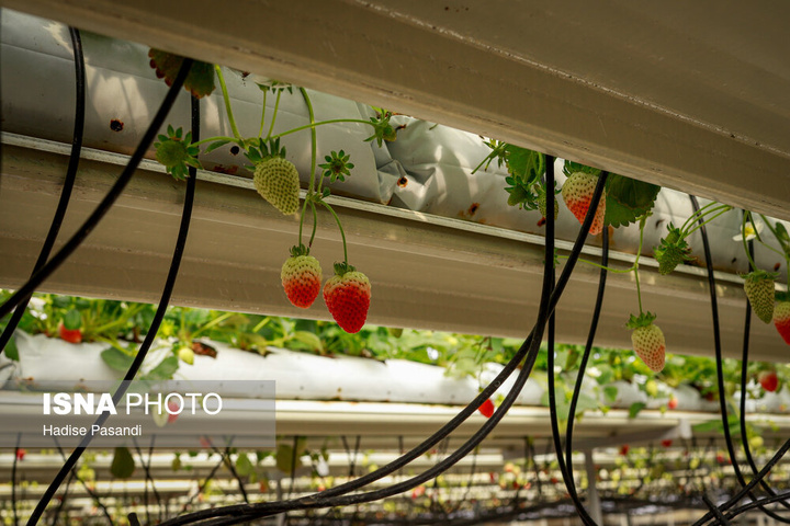 تولید برای محرومیت زدایی؛ گلخانه توت‌فرنگی چناران