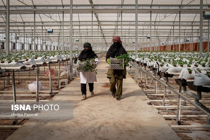 تولید برای محرومیت زدایی؛ گلخانه توت‌فرنگی چناران