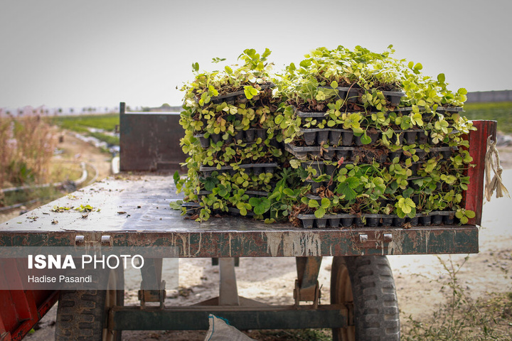 تولید برای محرومیت زدایی؛ گلخانه توت‌فرنگی چناران