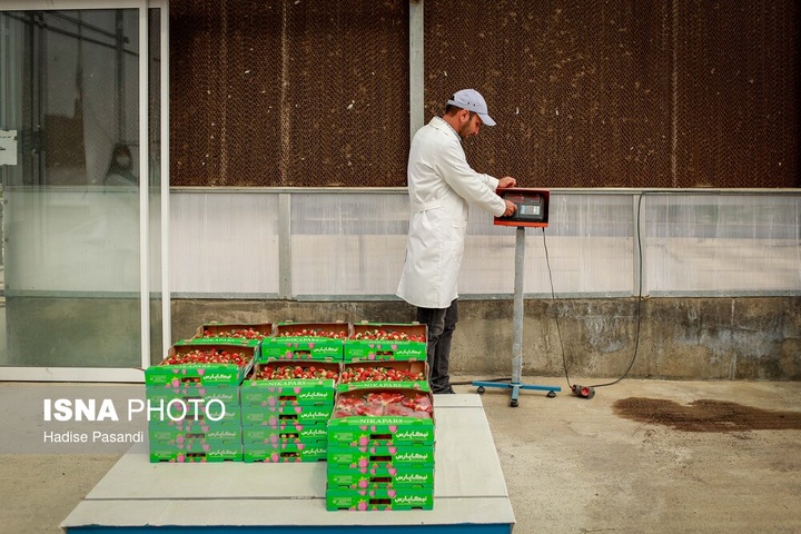 تولید برای محرومیت زدایی؛ گلخانه توت‌فرنگی چناران