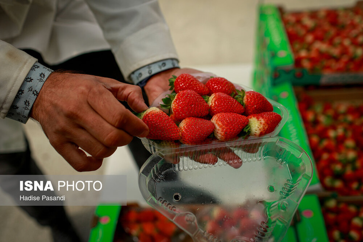 تولید برای محرومیت زدایی؛ گلخانه توت‌فرنگی چناران