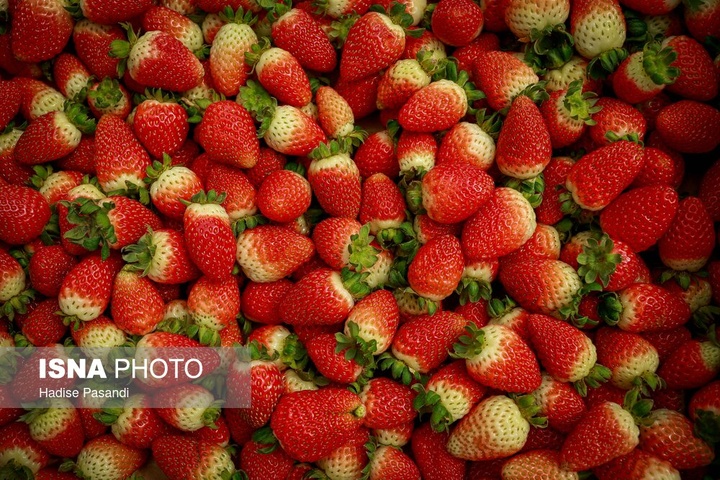 تولید برای محرومیت زدایی؛ گلخانه توت‌فرنگی چناران