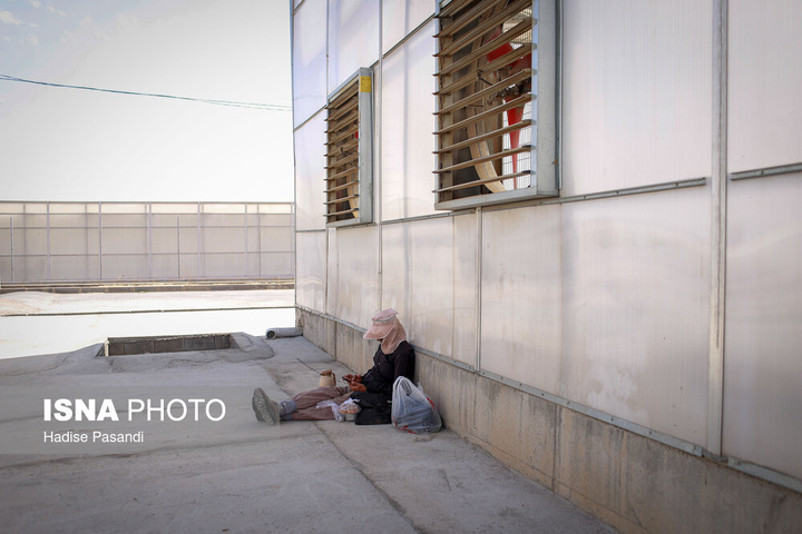 تولید برای محرومیت زدایی؛ گلخانه توت‌فرنگی چناران