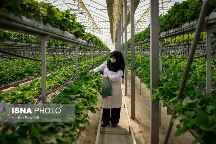 تولید برای محرومیت زدایی؛ گلخانه توت‌فرنگی چناران
