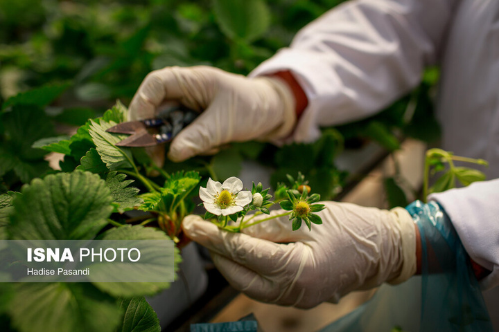 تولید برای محرومیت زدایی؛ گلخانه توت‌فرنگی چناران