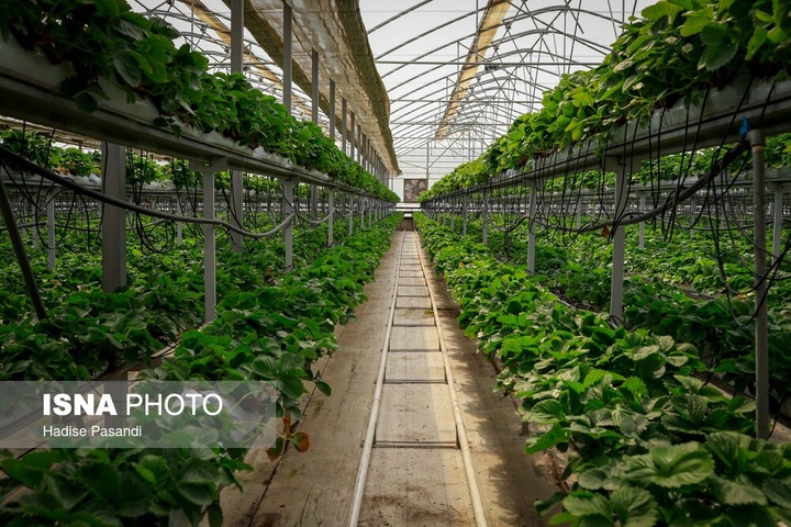 تولید برای محرومیت زدایی؛ گلخانه توت‌فرنگی چناران