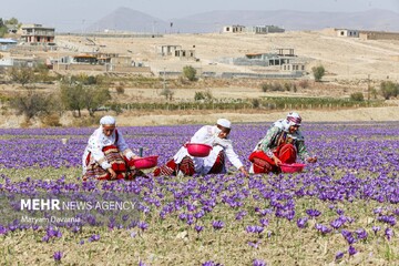 برداشت «طلای سرخ» از مزارع خراسان‌شمالی