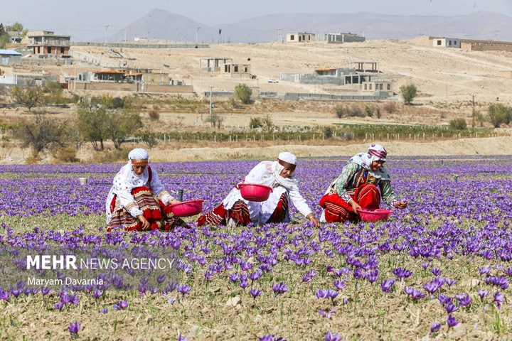 برداشت «طلای سرخ» از مزارع خراسان‌شمالی