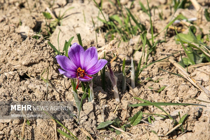 برداشت «طلای سرخ» از مزارع خراسان‌شمالی