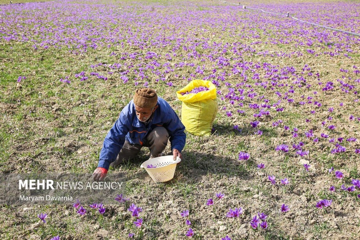برداشت «طلای سرخ» از مزارع خراسان‌شمالی