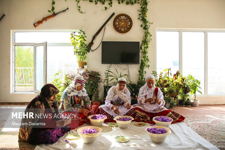 برداشت «طلای سرخ» از مزارع خراسان‌شمالی