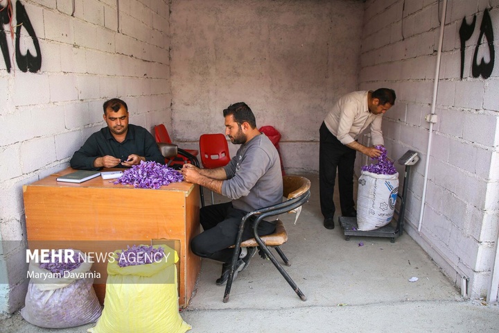 برداشت «طلای سرخ» از مزارع خراسان‌شمالی