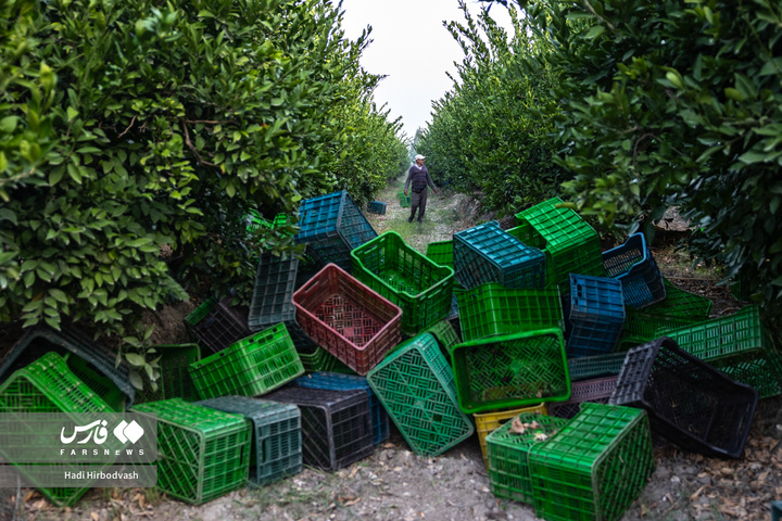 در میان شاخه و نور، دست‌ها روزی می‌چینند