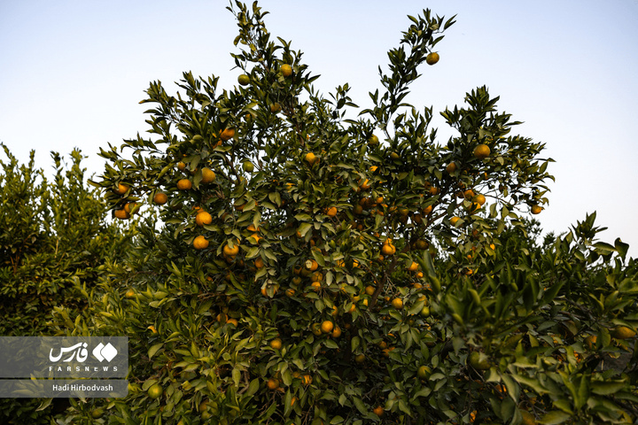در میان شاخه و نور، دست‌ها روزی می‌چینند