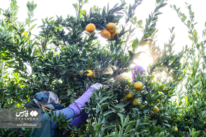 در میان شاخه و نور، دست‌ها روزی می‌چینند