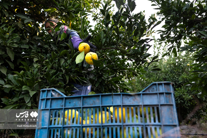 در میان شاخه و نور، دست‌ها روزی می‌چینند