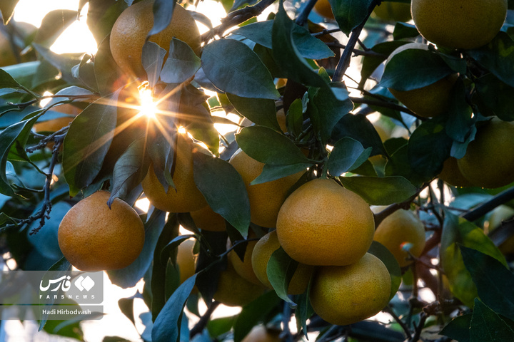 در میان شاخه و نور، دست‌ها روزی می‌چینند