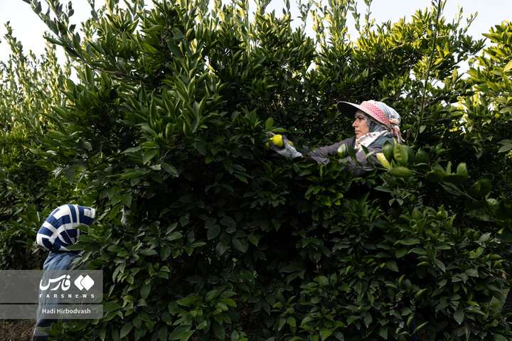 در میان شاخه و نور، دست‌ها روزی می‌چینند