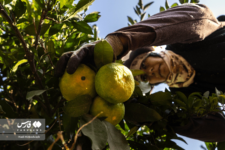 در میان شاخه و نور، دست‌ها روزی می‌چینند