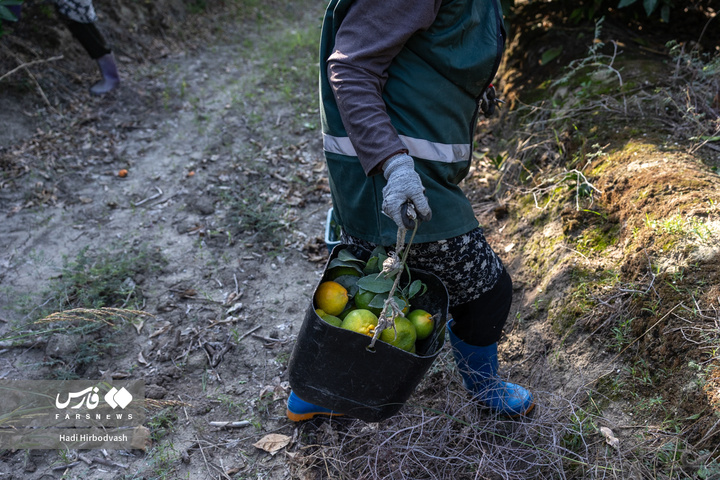 در میان شاخه و نور، دست‌ها روزی می‌چینند