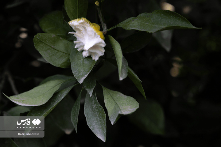 در میان شاخه و نور، دست‌ها روزی می‌چینند