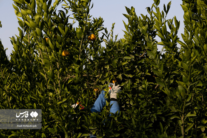 در میان شاخه و نور، دست‌ها روزی می‌چینند