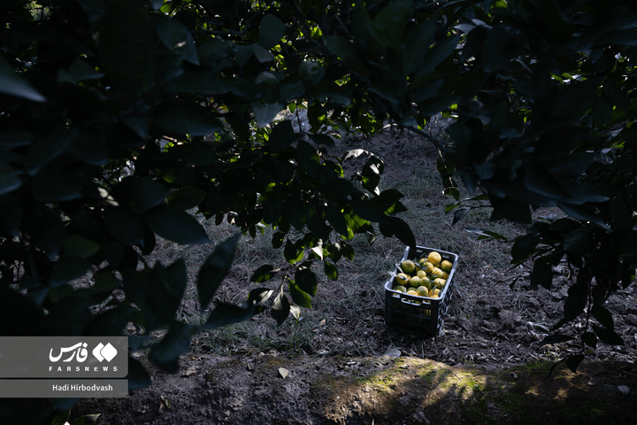 در میان شاخه و نور، دست‌ها روزی می‌چینند