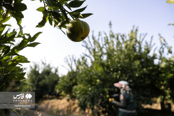در میان شاخه و نور، دست‌ها روزی می‌چینند