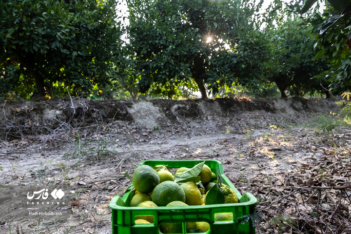 در میان شاخه و نور، دست‌ها روزی می‌چینند
