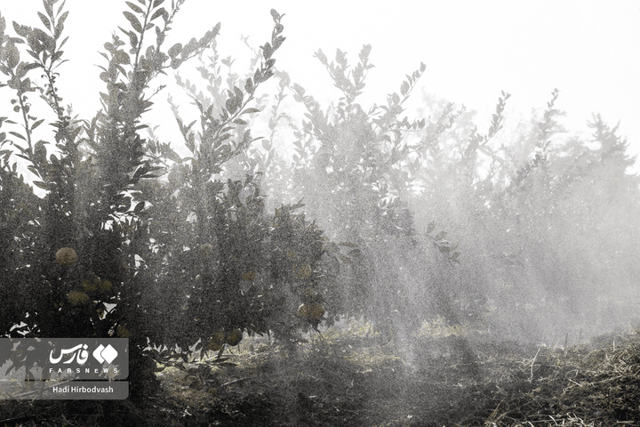 در میان شاخه و نور، دست‌ها روزی می‌چینند