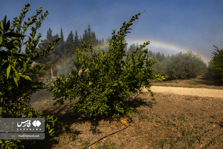 در میان شاخه و نور، دست‌ها روزی می‌چینند