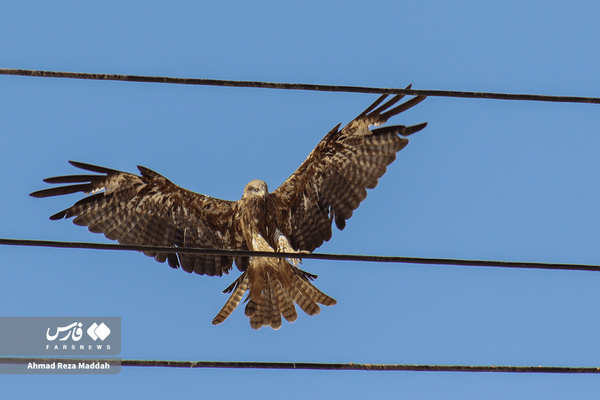کورکورهای سیاه روی دکل‌های برق شیراز