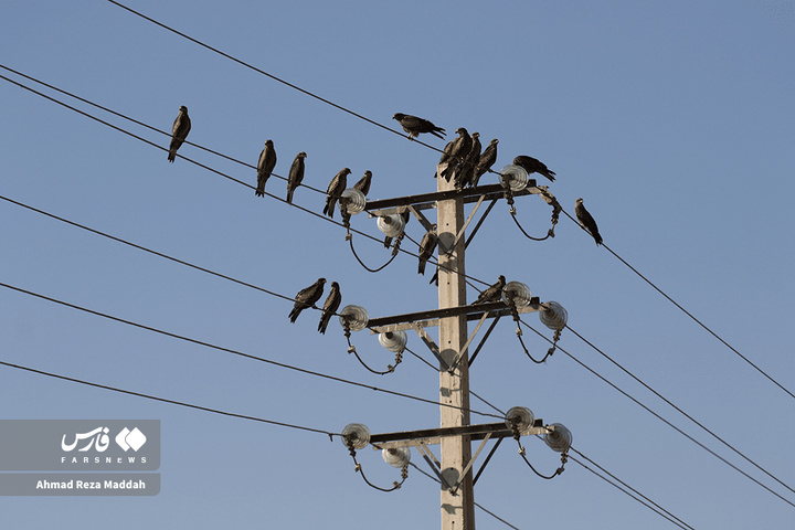 کورکورهای سیاه روی دکل‌های برق شیراز