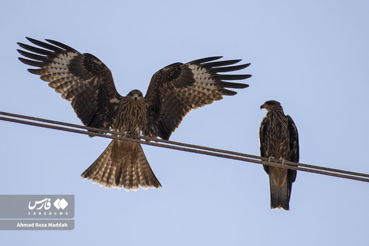 کورکورهای سیاه روی دکل‌های برق شیراز