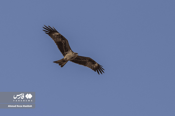 کورکورهای سیاه روی دکل‌های برق شیراز