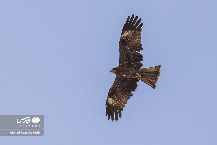 کورکورهای سیاه روی دکل‌های برق شیراز